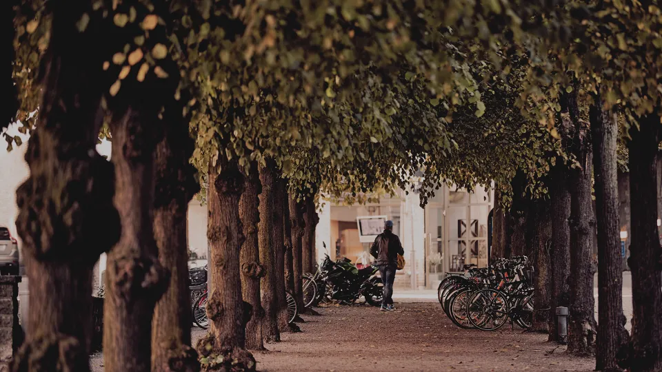 Photo of pathway lined with trees.
