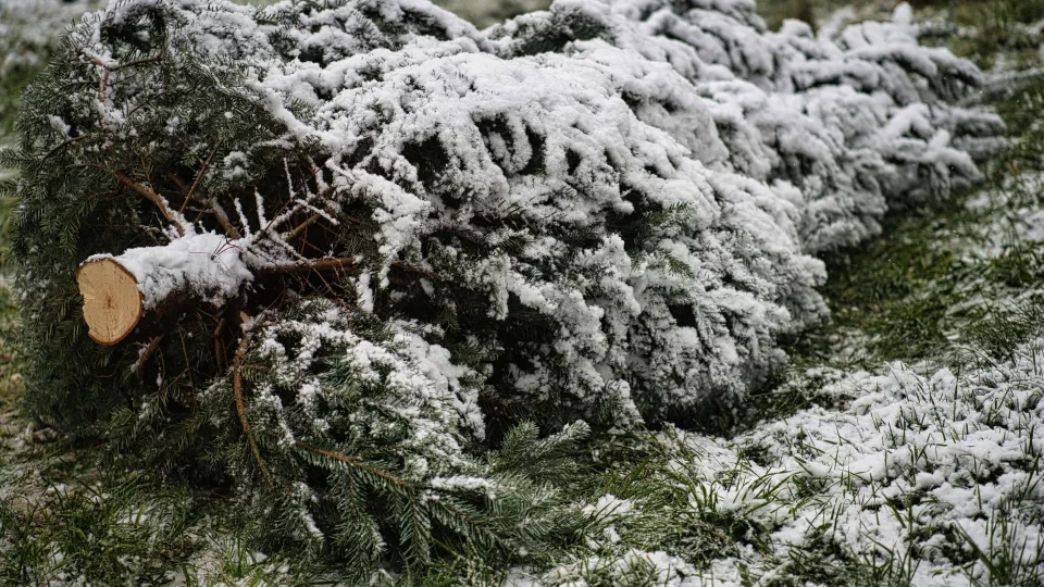 Foto av en gran som ligger slängd på marken. Den är täckt av snö.