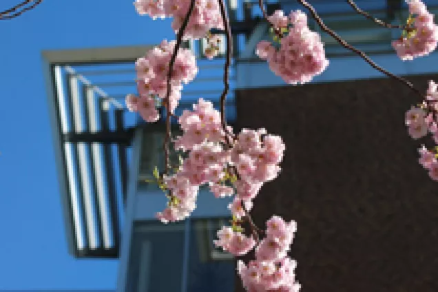 Campus Helsingborgs innergård med blommande träd
